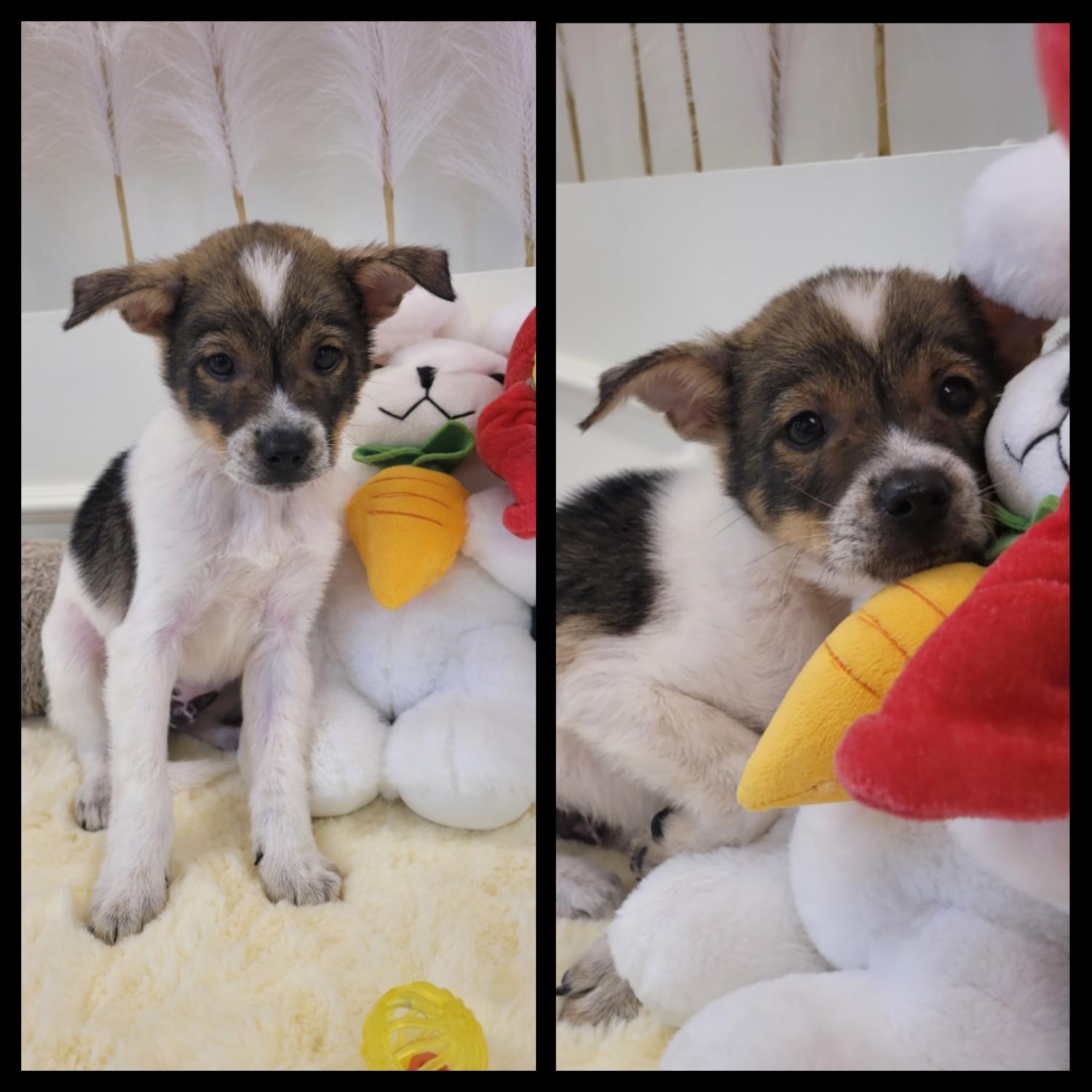 경주동물사랑보호센터_447505202300859